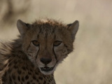 Portrait of a Cheetah  Acinonyx Jubatus