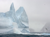 Southern Giant Petrel  Macronectes Giganteus  Flying Near an Iceberg