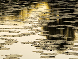 Water Lily Pads in a Pond at Sunset