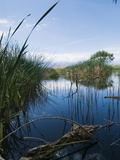 Reeds Growing in a River