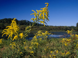 Scenic View of Goldenrod Flowers and Waterways