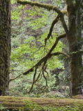 A Rainforest at Englishman River Falls Provincial Park