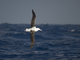 A Wandering Albatross  Diomedea Exulans  Flying Low Above Waves