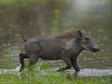 Warthog  Phacochoerus Africanus  Trotting Through Water