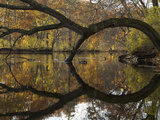 The Arched Trunk of a Tree Leaning over the Assabet River
