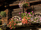 Colorful Flowers in Window Boxes on an Alpine Cottage