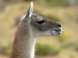 A Guanaco in Torres Del Paine National Park