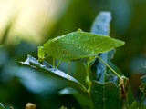 Portrait of a Katydid Chewing on a Leaf