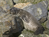 Southern Elephant Seal Weaner Pup  Mirounga Leonina  on Coastal Rocks