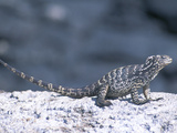 A Rare Hybrid Iguana  a Cross Between Marine and Land Iguana