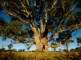 A Eucalyptus Tree on Tasmanian Land Conservancy Property