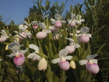 Showy Lady Slipper Orchids Blooming in a Bog