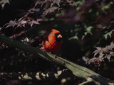 A Male Northern Cardinal Perched in a Japanese Maple Tree