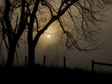 Morning Countryside Silhouetted in Dense Early Fog