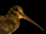 Rufous Woodcock  Scolopax Saturata  from New Guinea's Foja Mountains