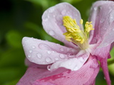 Water Droplets on a Lenten Rose Flower