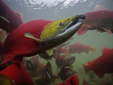 Sockeye Salmon Find their Way from the Ocean to their Natal Stream