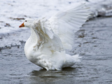 A White Goose  Anatidae  Shakes Water from its Wings