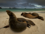 Galapagos Sea Lions  Zalophus Wollebaeki  on the Beach
