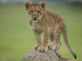African Lion Cub  Panthera Leo  Standing on a Mound of Soil