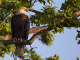 A Bald Eagle  Haliaeetus Leucocephalus  in a Tree at Sunrise