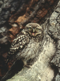 Portrait of a Little Owl  Athene Noctua  Often Seen During Daytime