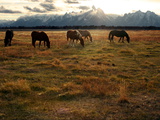 A Herd of Horses Grazing in a Field