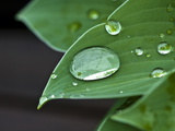 Water Droplets on a Blue Cadet Hosta Leaf