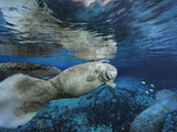 Florida Manatees  Trichechus Manatus Latirostris  in Clear Water