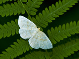 A Looper Moth Resting on a Fern Leaf