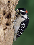 A Male Downy Woodpecker Finding Food in a Dead Tree Trunk