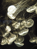 Crystal Jellyfish  Aequorea Aequorea  in an Aquarium