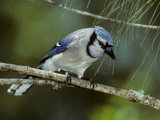 A Blue Jay  Cyanocitta Cristata  Perched on a Pine Tree Branch