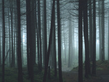 A Red Spruce Forest Blanketed in Heavy Fog