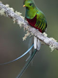 Resplendent Quetzal  Pharomachrus Mocinno  Bird Perched in a Tree