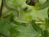 A Rough Green Snake Moving Through Maple Tree Branches
