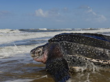 A Female Leatherback Turtle Crawls Back to Sea after Nesting