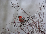 A Red Finch  Carpodacus Genus  Eats Berries from a Tree