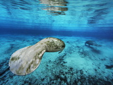 Florida Manatees  Trichechus Manatus Latirostris  in Clear Water