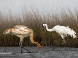 Whooping Crane Adult and Chick in Muddy Pond at Wintering Grounds