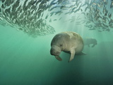Florida Manatees Swimming Near a School of Mangrove Snapper Fish