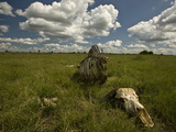 Skull and Bones of an African Buffalo  Syncerus Caffer