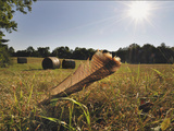 A Wild Turkey Tailfeather in a Field Along Historic Maple Grove Road