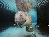 Florida Manatee in a Fresh Water Spring Fish Eat Algae on it's Body