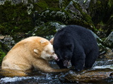 Two Adult Males Tussle over a Prime Fishing Spot in a River