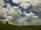 African Lioness  Panthera Leo  Resting on a Hill