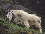 A Mountain Goat Shedding His Winter Coat and Eating Fresh Greens