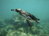Underwater View of Galapagos Penguin  Spheniscus Mendiculus  Swimming