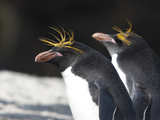 Close Up of Macaroni Penguins  Eudyptes Chrysolophus