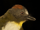 A Rufous-Naped Whistler from New Guinea's Foja Mountains